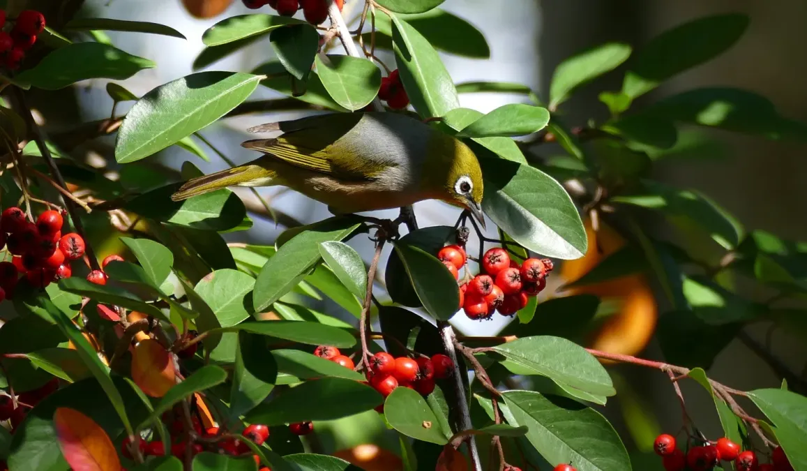 File:Silvereye(Zosterops lateralis)Sydney Australia (50499940686).jpg