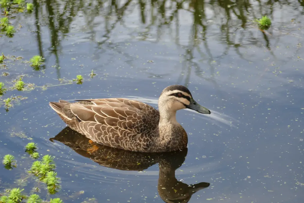 File:Pacific Black Duck (Anas superciliosa), Warriewood, Sydney (50425801576).jpg