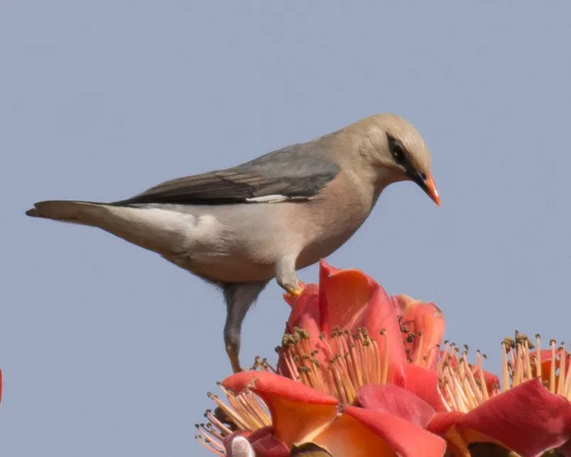 File:Acridotheres burmannicus burmannicus, Taunggye, Shan, Myanmar 1.jpg