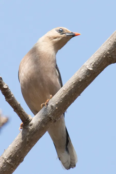 File:Acridotheres burmannicus burmannicus, Taunggye, Shan, Myanmar 2.jpg
