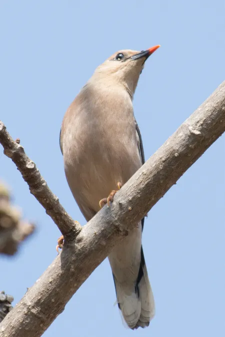 File:Acridotheres burmannicus burmannicus, Taunggye, Shan, Myanmar 3.jpg