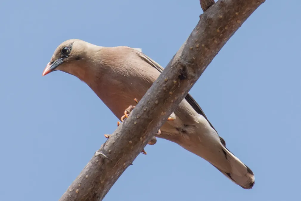 File:Acridotheres burmannicus burmannicus, Taunggye, Shan, Myanmar 4.jpg