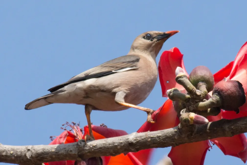 File:Acridotheres burmannicus burmannicus, Taunggye, Shan, Myanmar 5.jpg