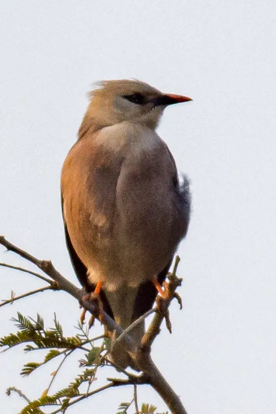 File:Acridotheres burmannicus burmannicus, Myingyan, Mandalay, Myanmar 2.jpg