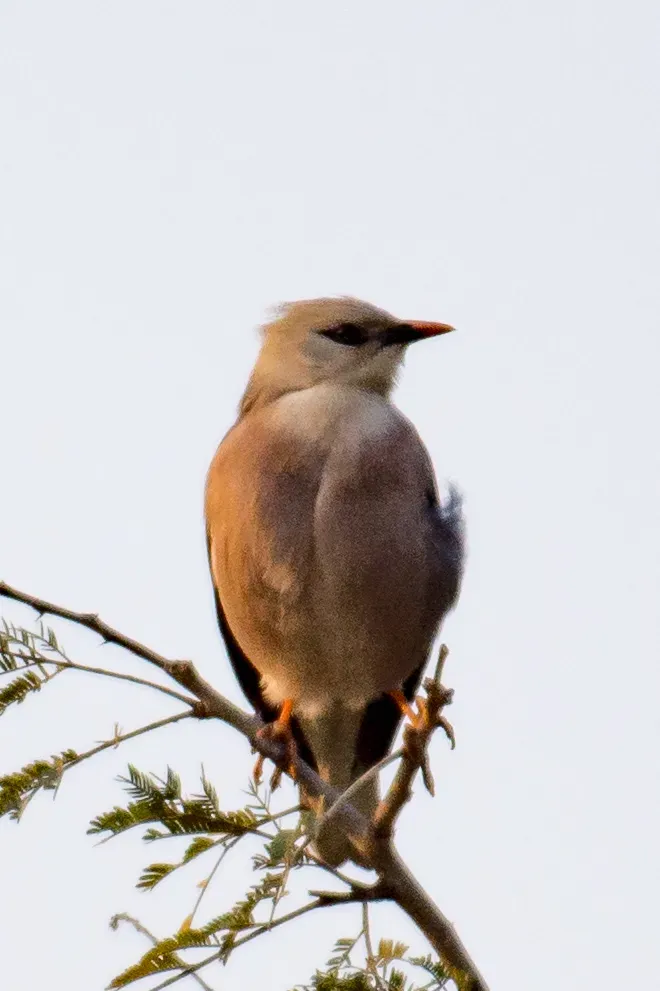 File:Acridotheres burmannicus burmannicus, Myingyan, Mandalay, Myanmar 3.jpg