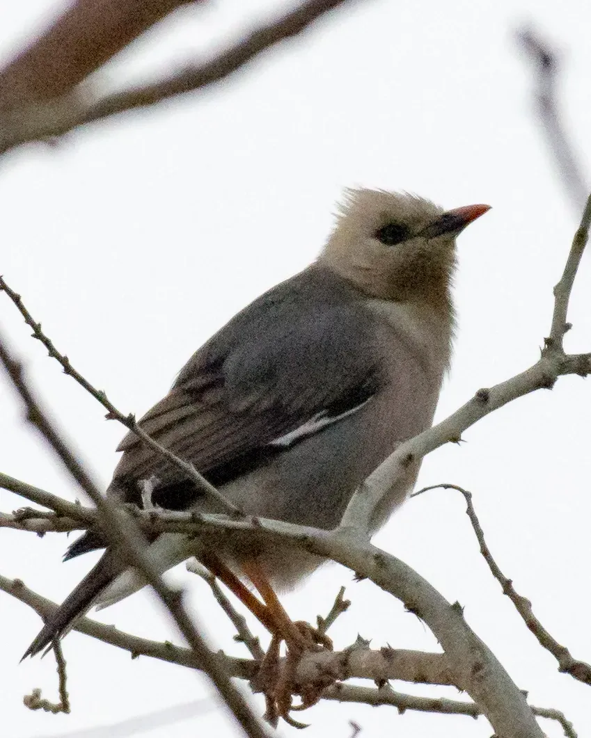 File:Acridotheres burmannicus burmannicus, Myingyan, Mandalay, Myanmar 4.jpg