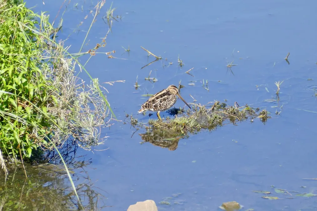 File:African Snipe (Gallinago nigripennis).jpg