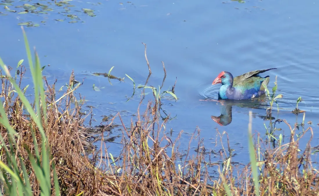 File:African Swamphen (Porphyrio madagascariensis) - 46643729364.jpg
