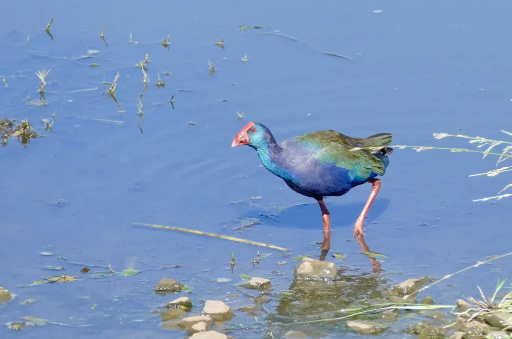 File:African Swamphen (Porphyrio madagascariensis) - 47314223722.jpg