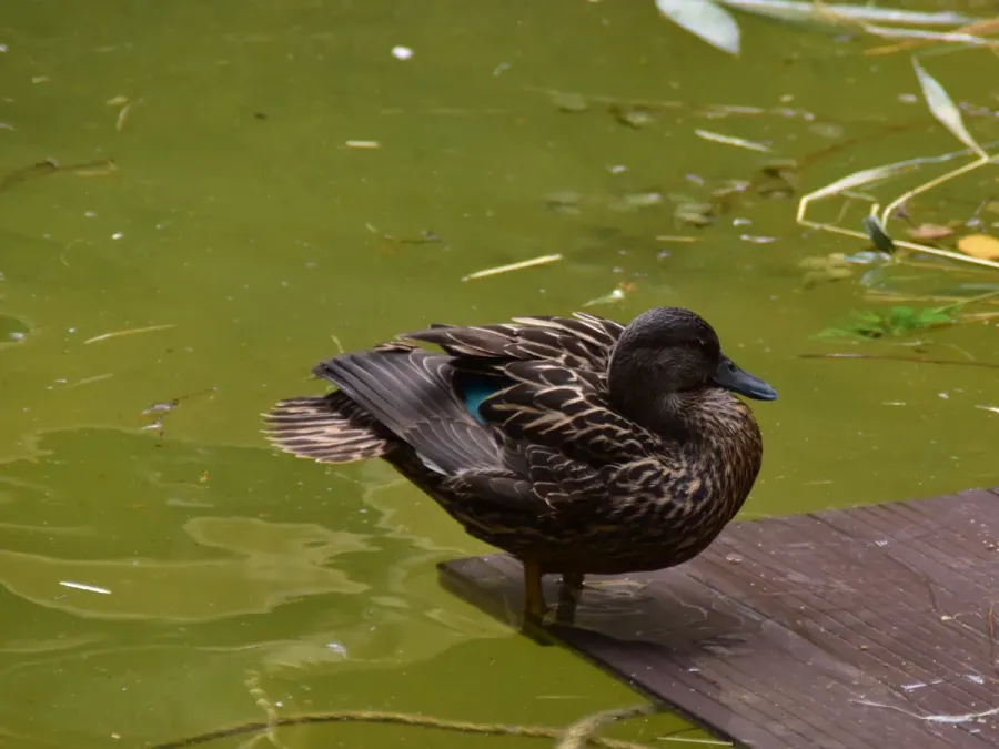 File:Anatidae Anas melleri 1.jpg