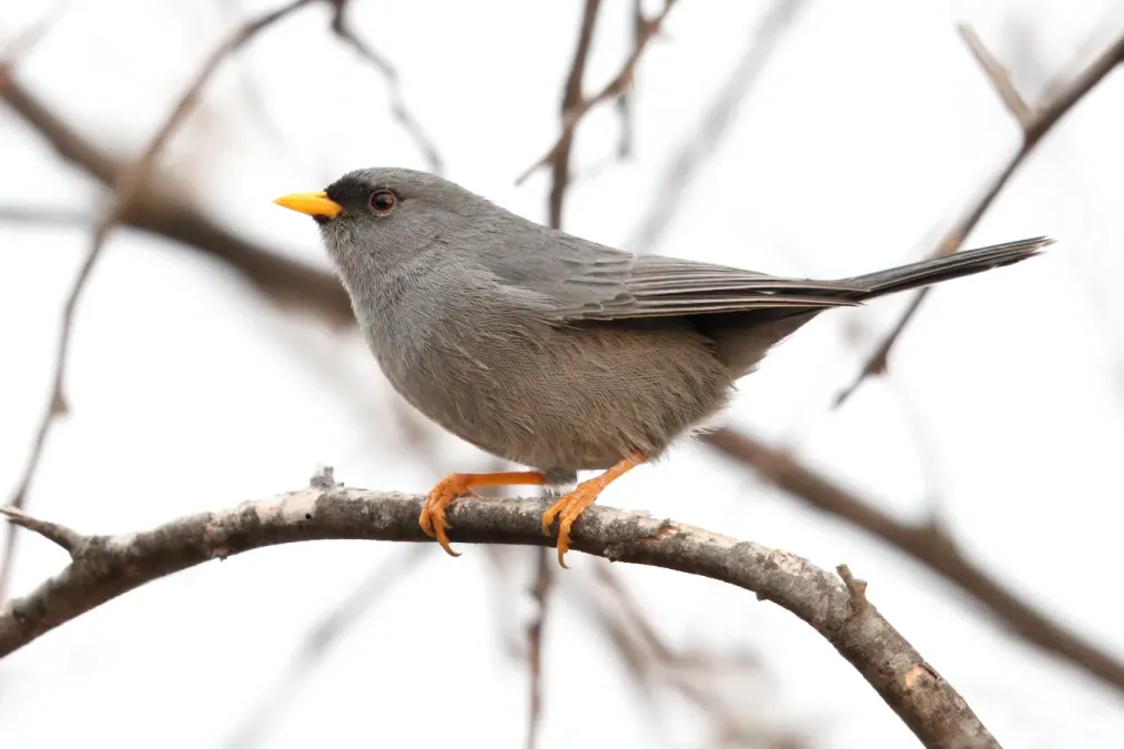 File:Xenospingus concolor - Slender-billed Finch; Ica, Peru.jpg