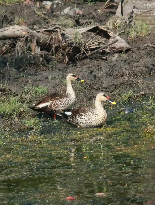 File:Indian spot-billed duck (Anas poecilorhyncha).jpg