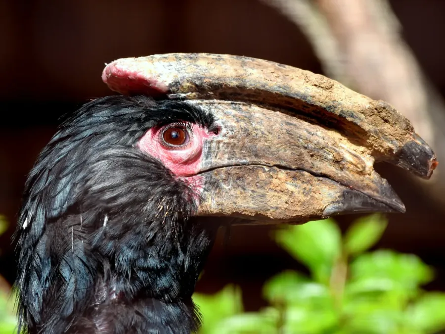 File:Bucerotidae Bycanistes bucinator 1.jpg