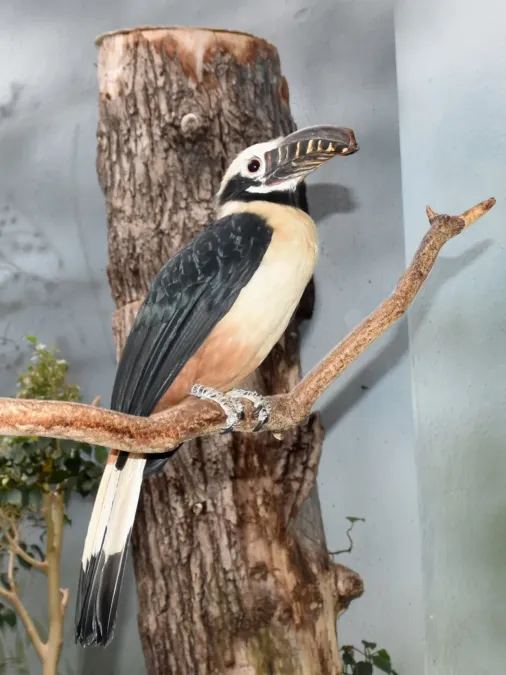 File:Bucerotidae Penelopides panini panini 1.2.jpg