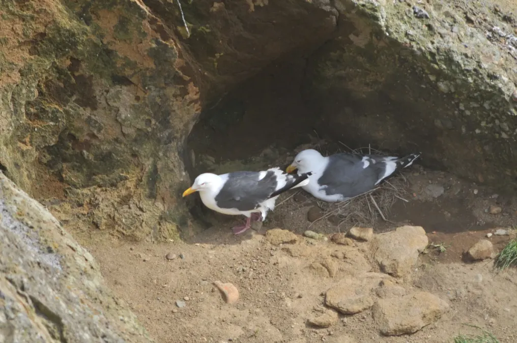 File:Larus schistisagus pair, Niikappu, Hokkaido, Japan.jpg