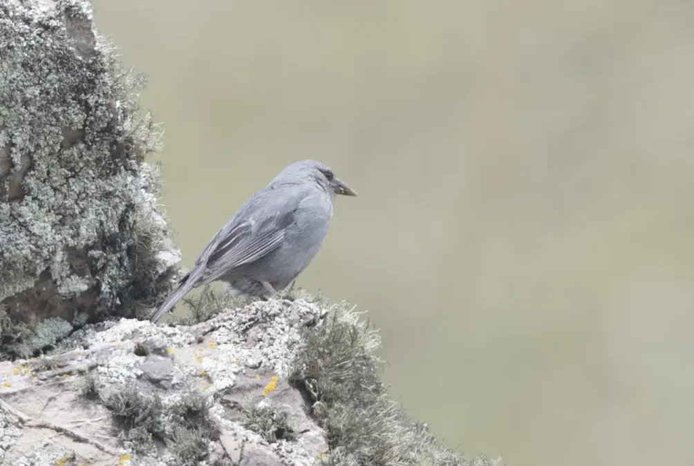 File:Idiopsar brachyurus - Short-tailed Finch 01.jpg