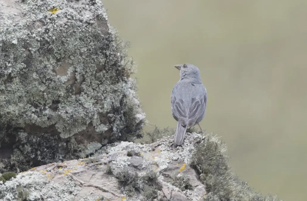 File:Idiopsar brachyurus - Short-tailed Finch 02.jpg