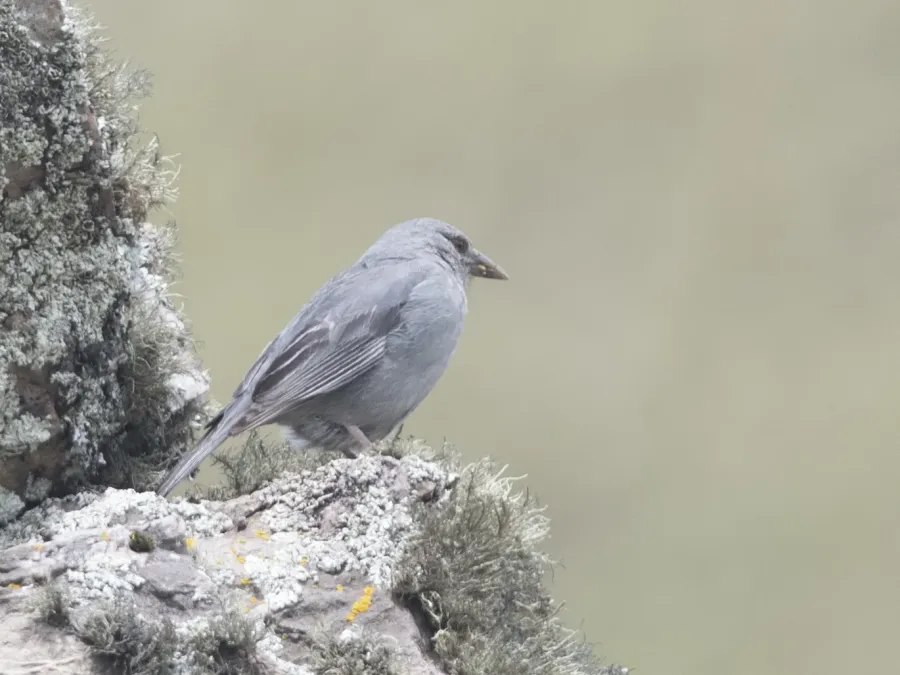 File:Idiopsar brachyurus - Short-tailed Finch 01 (cropped).jpg