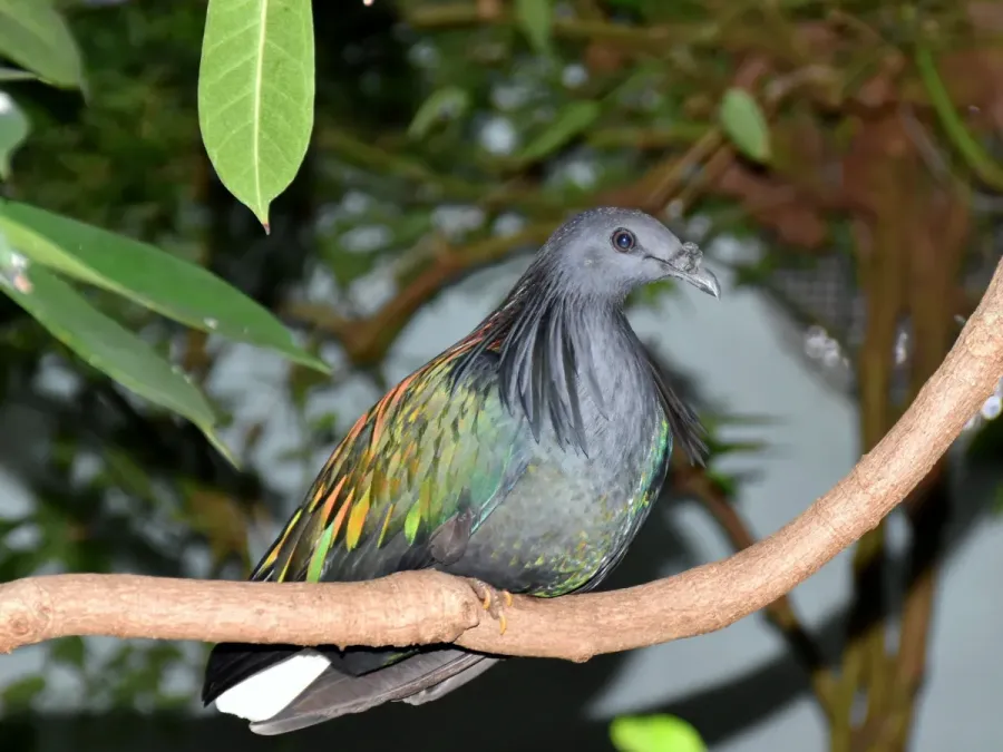 File:Columbidae Caloenas nicobarica 4.jpg