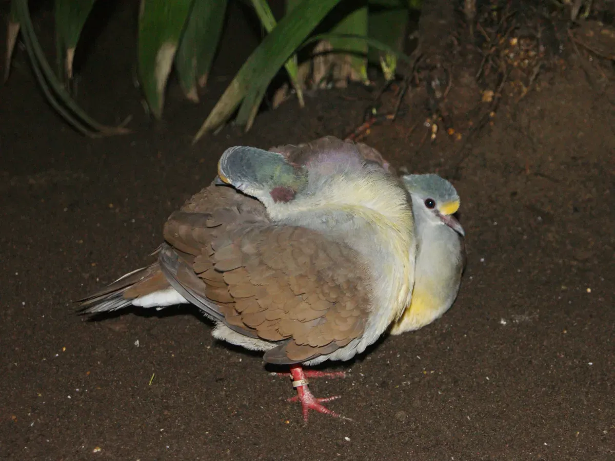 File:Columbidae Gallicolumba tristigmata 1.jpg