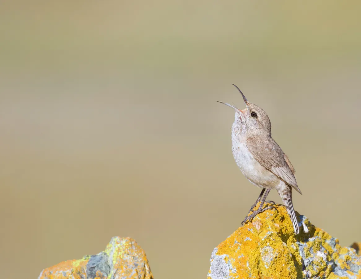 File:Rock Wren - (Salpinctes obsoletus) (49980553471).jpg