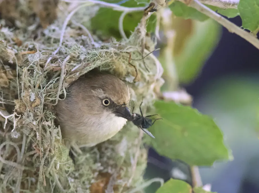 File:Female Bushtit (Psaltriparus minimus) (49756353273).jpg