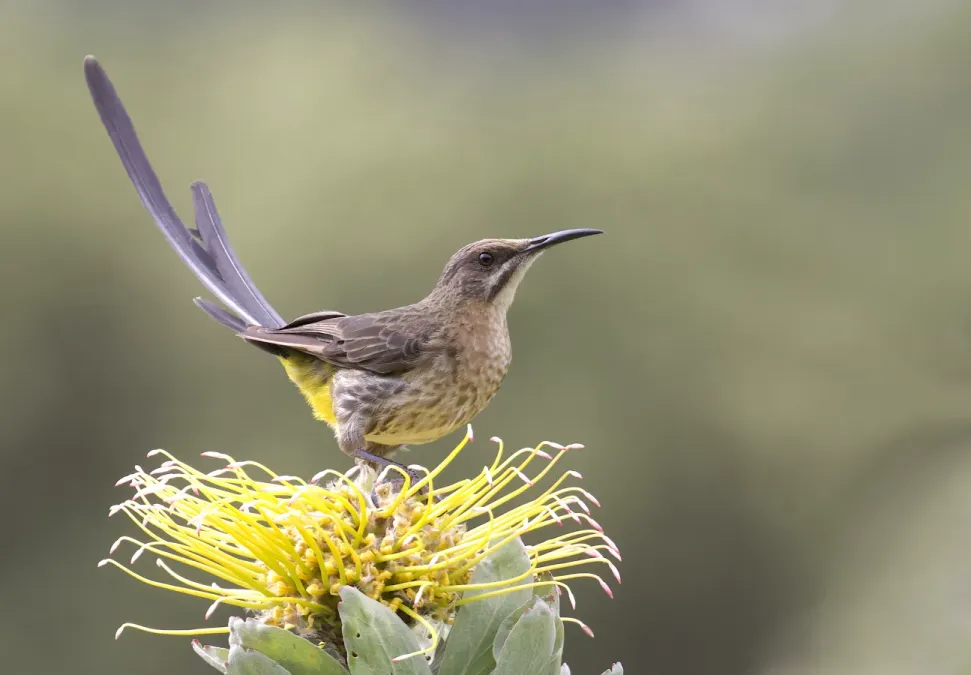 File:Cape Sugarbird - Promerops cafer (49088532712).jpg