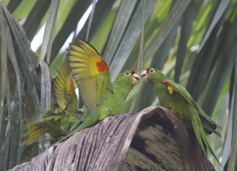 File:Crimson-fronted Parakeet (Psittacara finschi) (32517175915).jpg