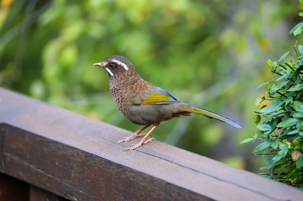File:A Trochalopteron morrisonianum at Alishan 20201113.jpg