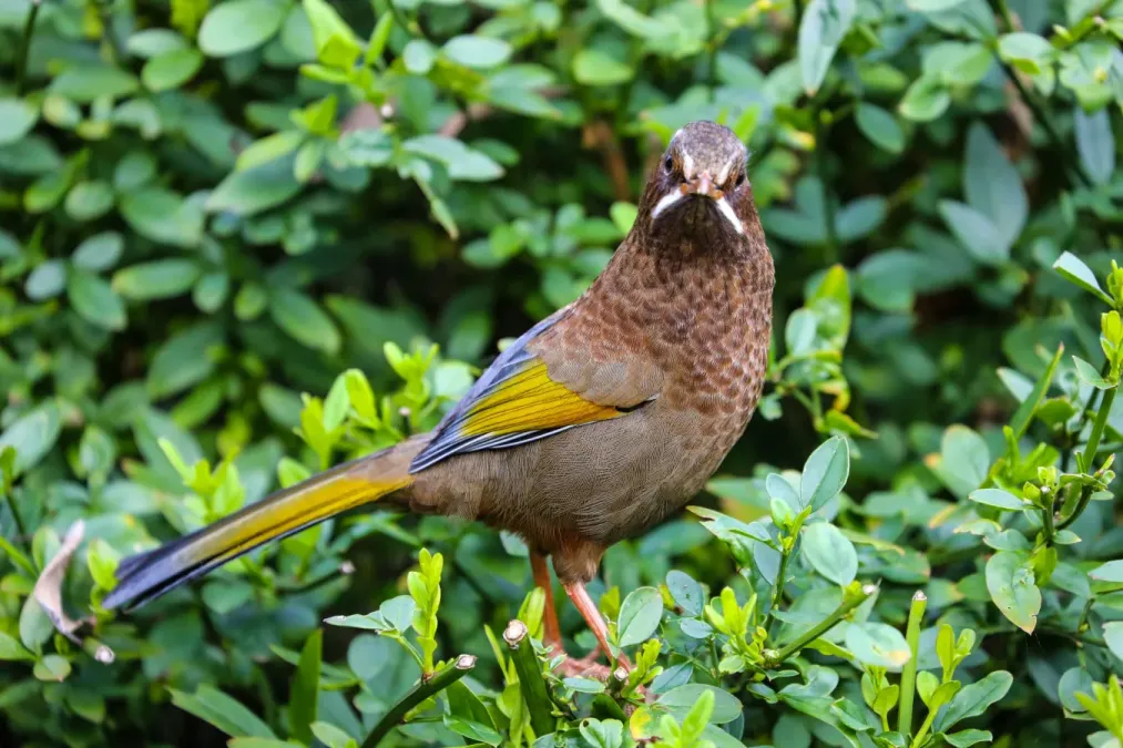 File:A Trochalopteron morrisonianum at Alishan 20201113 01.jpg