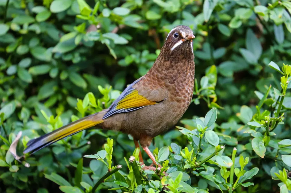 File:A Trochalopteron morrisonianum at Alishan 20201113 02.jpg