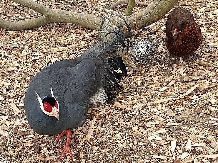 File:Galliformes - Crossoptilon auritum - 1.jpg