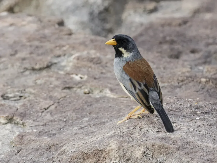 File:Buff-bridled Inca-Finch - Incaspiza laeta (cropped).jpg