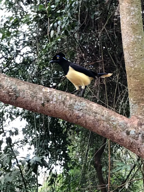 File:Cyanocorax chrysops Iguazu Falls.jpg