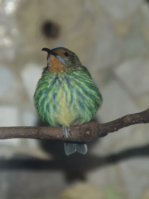 File:Thraupidae Cyanerpes caeruleus 1.1.jpg