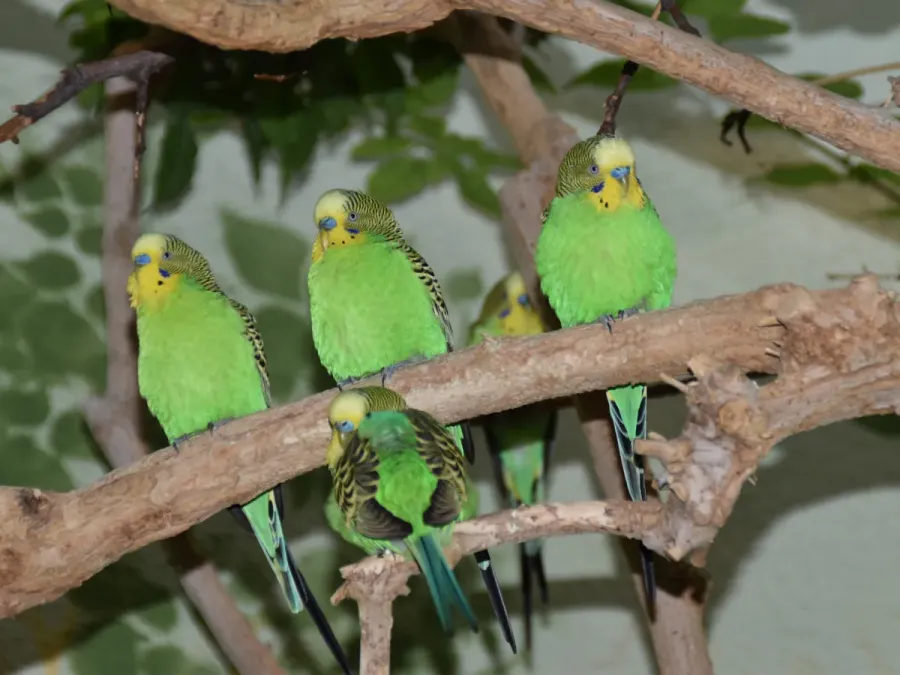 File:Psittaculidae Melopsittacus undulatus 4.jpg