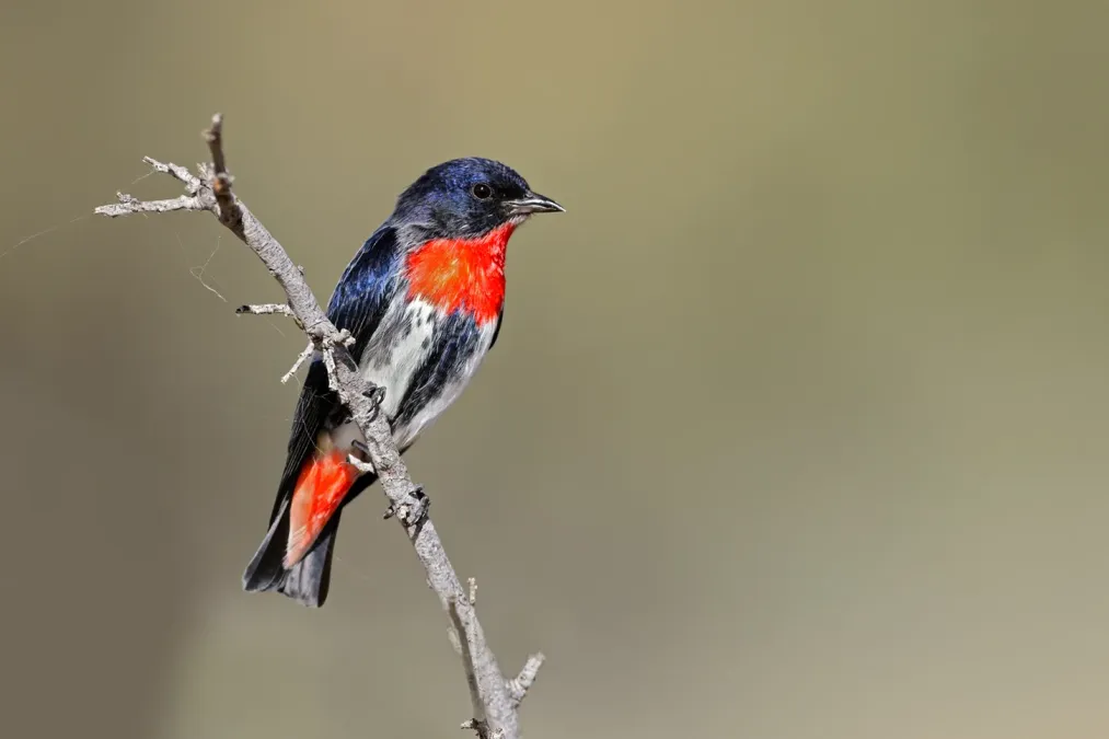 File:Mistletoebird male (Dicaeum hirundinaceum) (51174257488).jpg