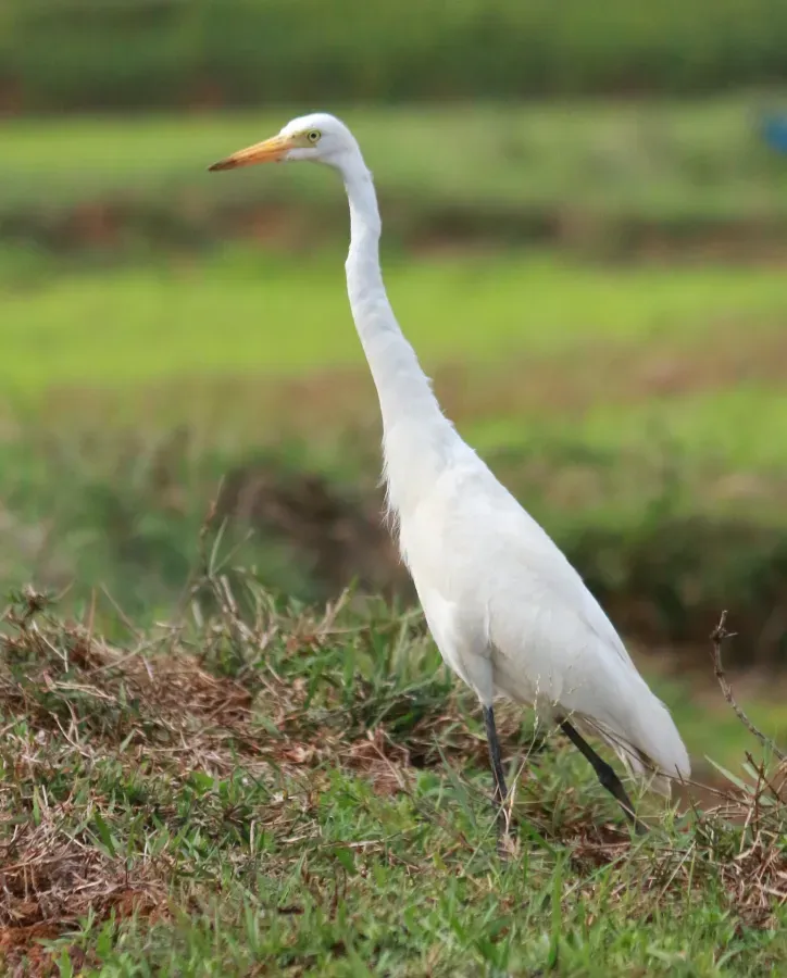 File:Intermediate Egret,Ardea intermedia.jpg