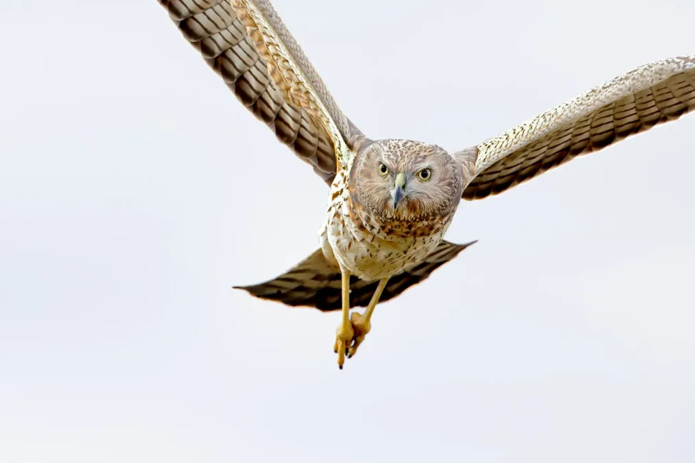File:Swamp Harrier (Circus approximans) (51167408656).jpg