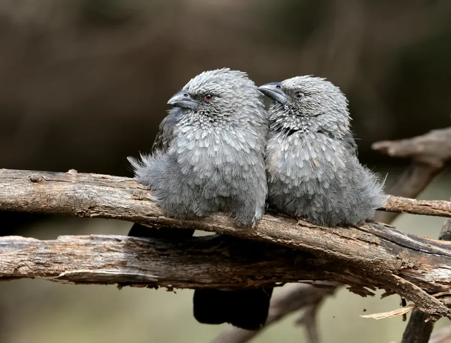File:Apostlebird (Struthidea cinerea) (51163332048).jpg