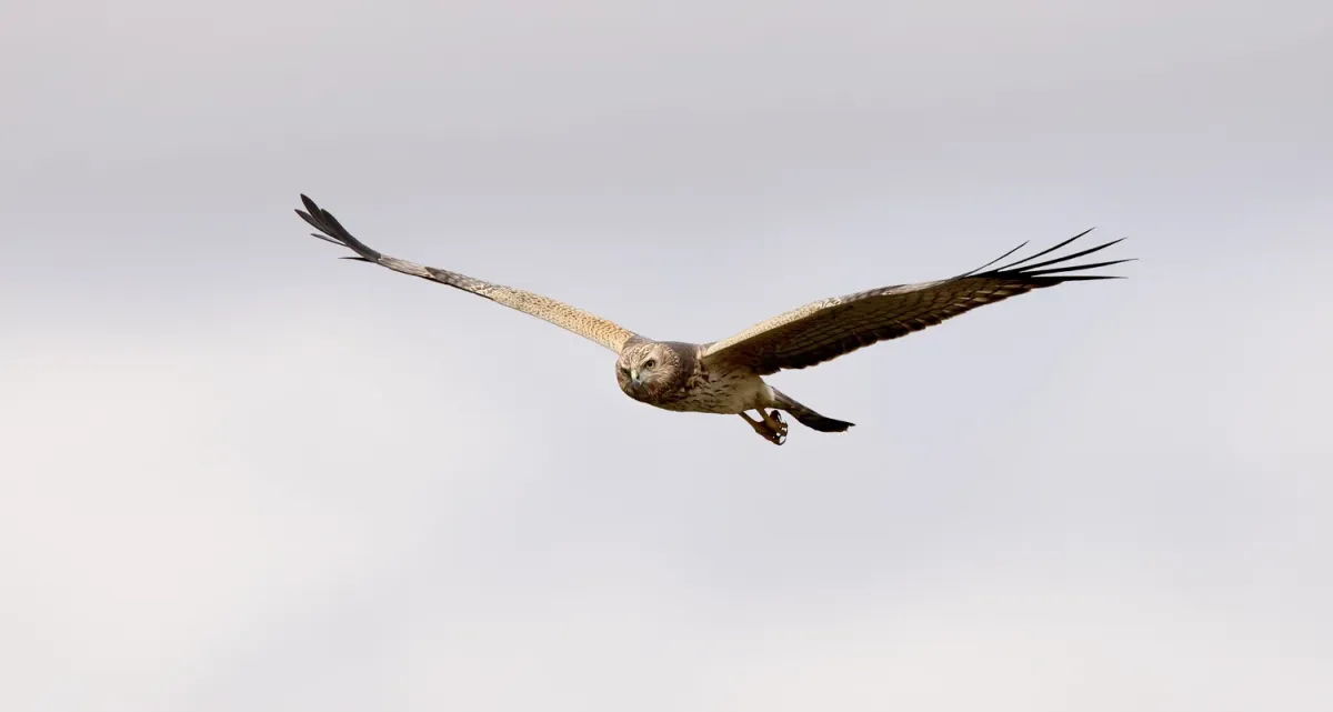 File:Swamp Harrier (Circus approximans) (51163089221).jpg