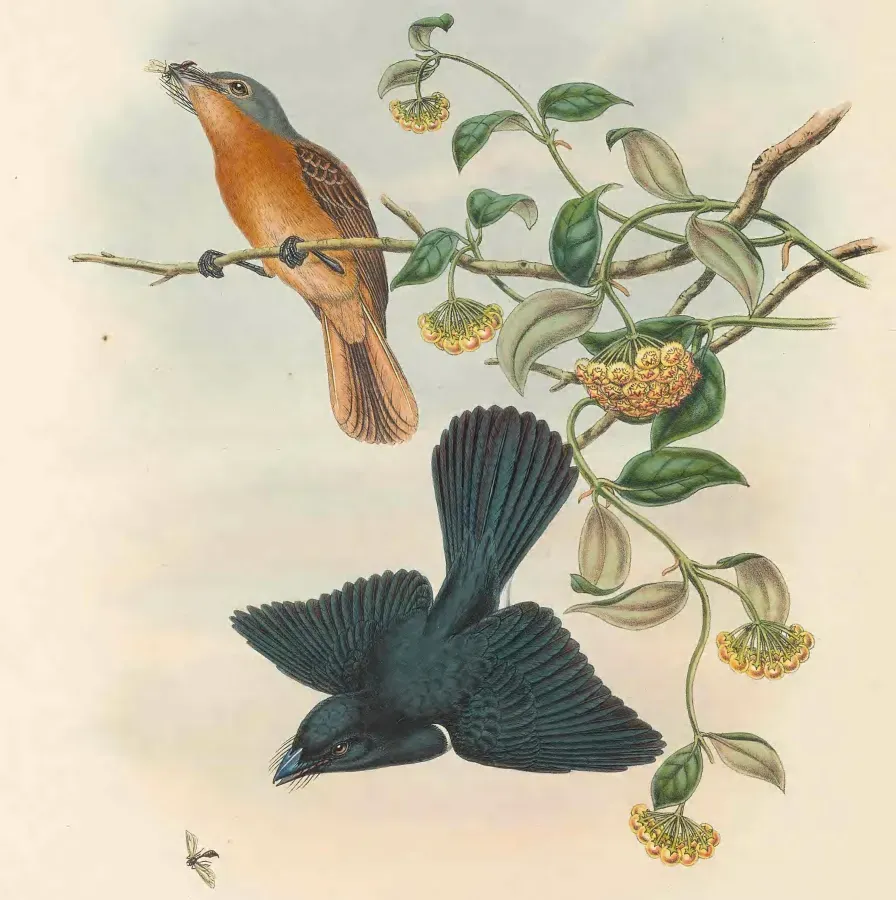 File:Myiagra cervinicauda - The Birds of New Guinea (cropped2).jpg