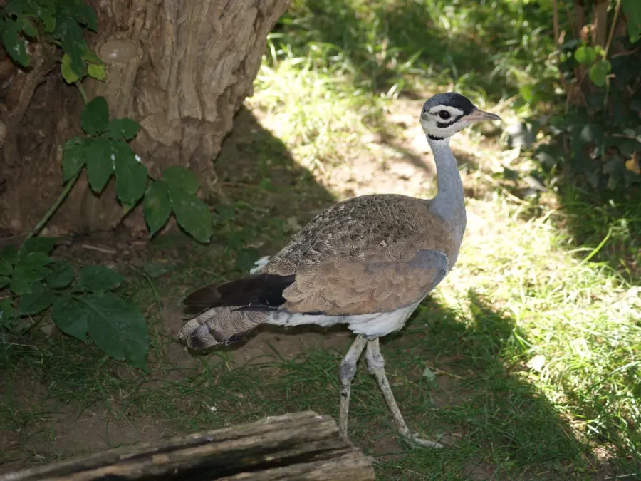 File:Otididae Eupodotis senegalensis 2.jpg