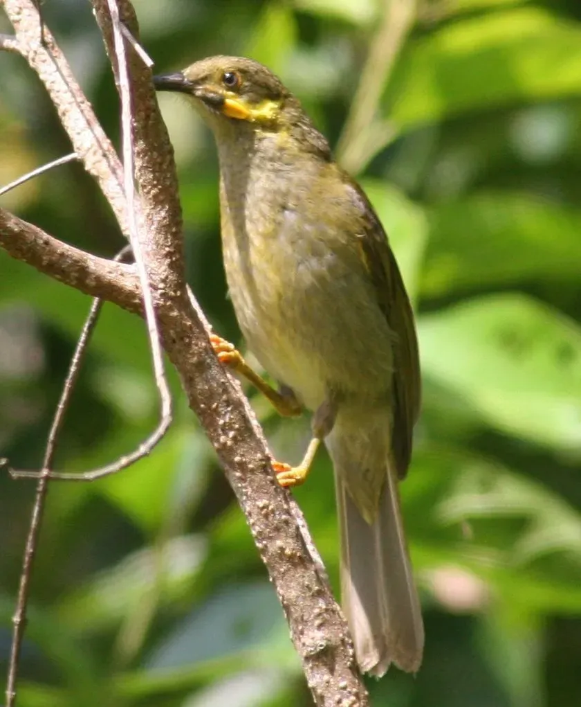 File:Foulehaio carunculatus1 (cropped).jpg