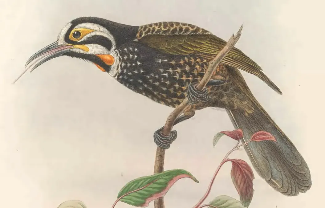 File:Melidectes leucostephes - The Birds of New Guinea (cropped).jpg