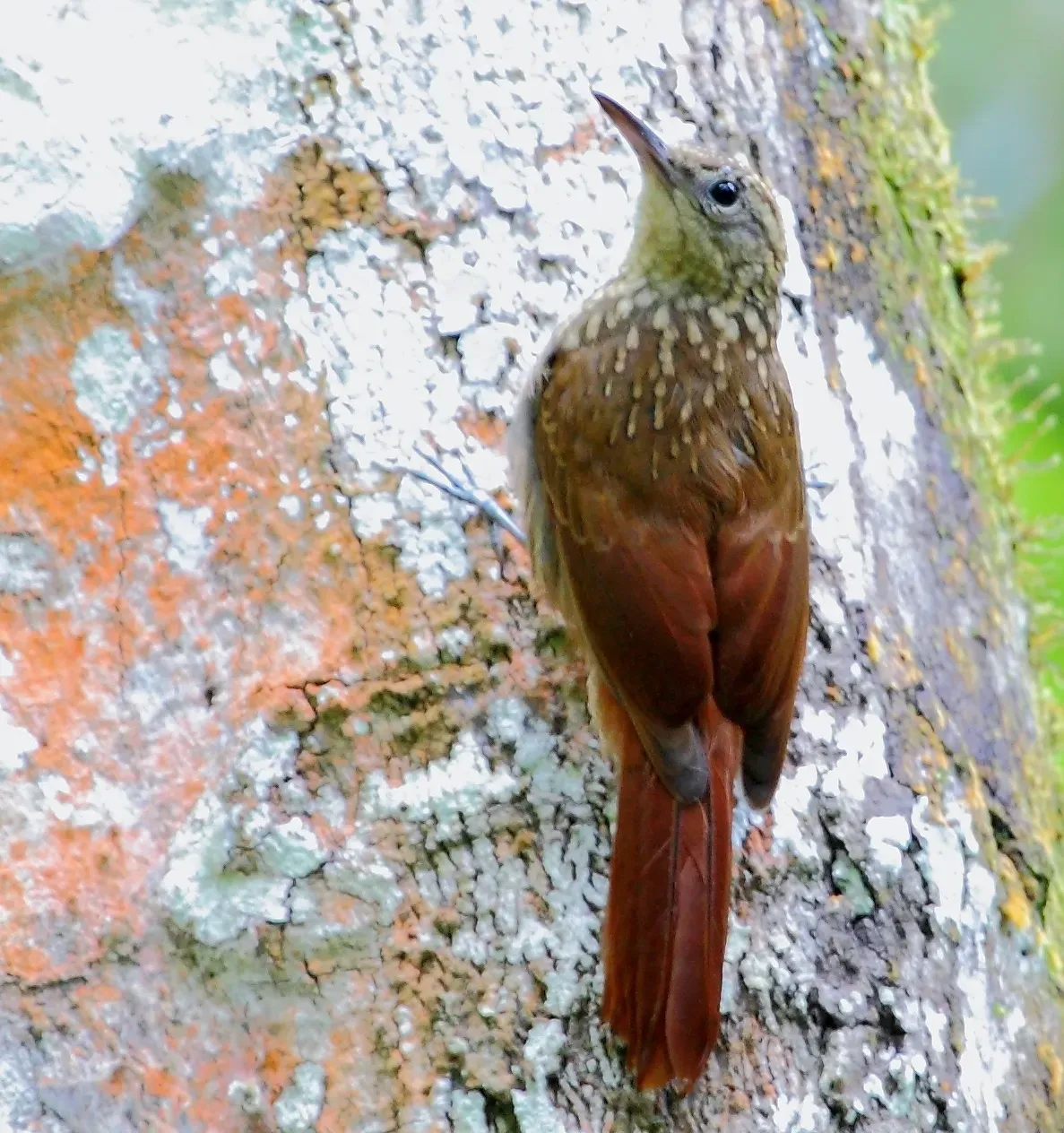 File:Xiphorhynchus atlanticus - Atlantic Woodcreeper; Guaramiranga, Ceará, Brazil (cropped).jpg