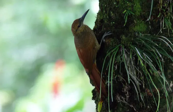 File:Dendrocolaptes sanctithomae -on tree-1 (cropped).jpg