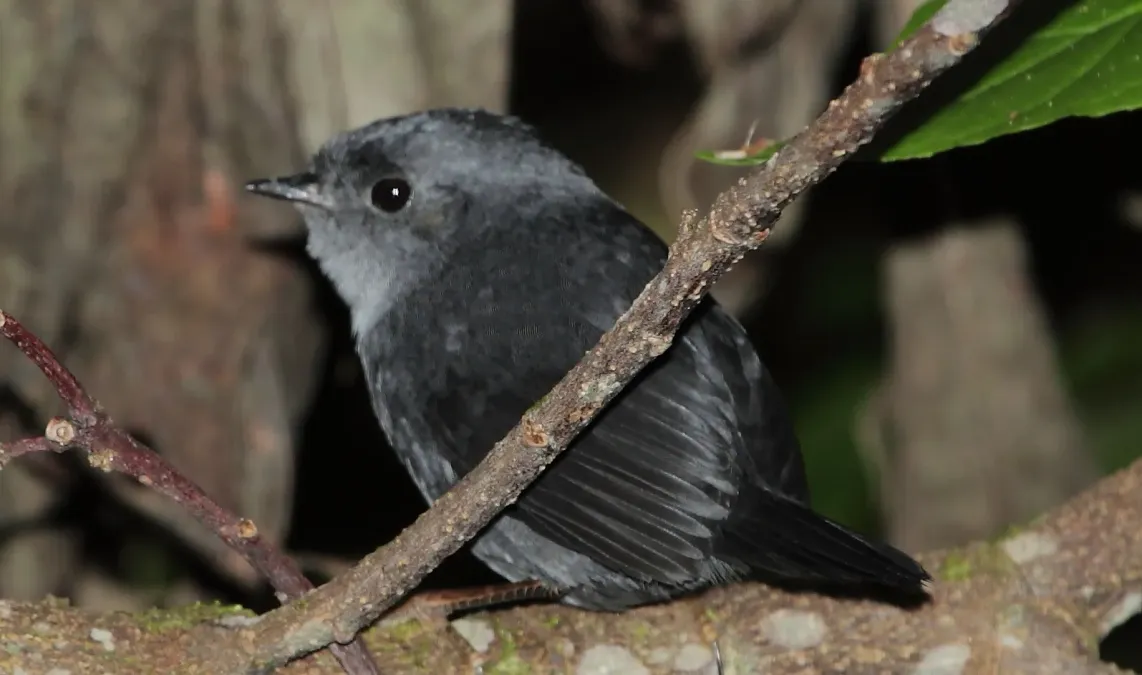 File:Scytalopus speluncae - Mouse-coloured Tapaculo (cropped).JPG