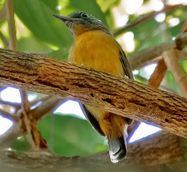 File:Thamnophilus nigrocinereus - Blackish-grey Antshrike (female); Anavilhanas islands, Novo Airão, Amazonas, Brazil (cropped).jpg
