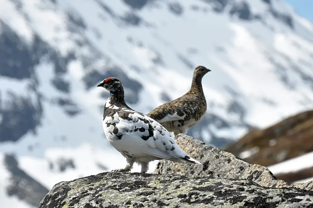File:Rock Ptarmigan (Lagopus Muta).jpg